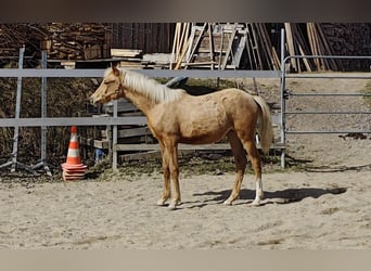 Arabian Partbred, Mare, 1 year, Palomino