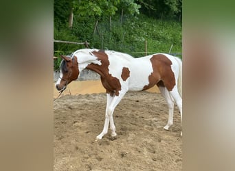 Arabian Partbred, Mare, 1 year, Tobiano-all-colors