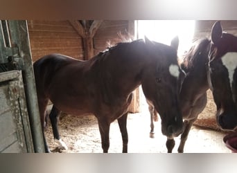 Arabian Partbred Mix, Mare, 27 years, Bay-Dark