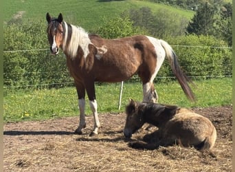Arabian Partbred, Mare, 2 years, 14.3 hh, Tobiano-all-colors