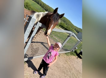 Arabian Partbred, Mare, 2 years, 14.3 hh, Tobiano-all-colors