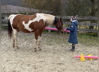 Arabian Partbred, Mare, 2 years, 14.3 hh, Tobiano-all-colors