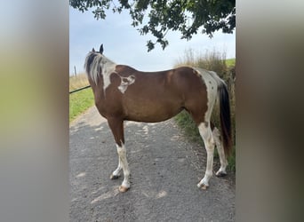 Arabian Partbred, Mare, 2 years, 14.3 hh, Tobiano-all-colors