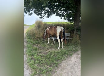 Arabian Partbred, Mare, 2 years, 14.3 hh, Tobiano-all-colors