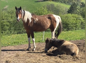 Arabian Partbred, Mare, 2 years, 14.3 hh, Tobiano-all-colors