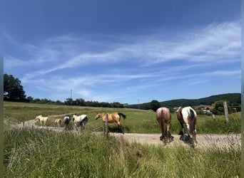 Arabian Partbred, Mare, 2 years, 14.3 hh, Tobiano-all-colors