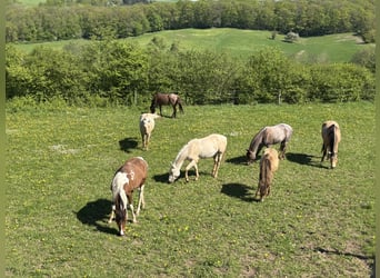 Arabian Partbred, Mare, 2 years, 14.3 hh, Tobiano-all-colors