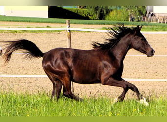Arabian Partbred, Mare, 2 years, 15.1 hh, Black