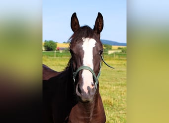 Arabian Partbred, Mare, 2 years, 15.1 hh, Black