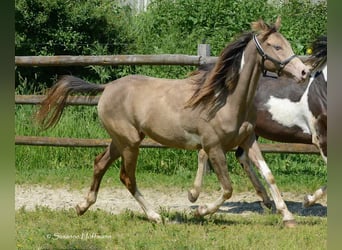 Arabian Partbred, Mare, 2 years, 15.1 hh, Tobiano-all-colors