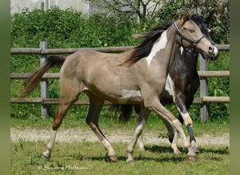 Arabian Partbred, Mare, 2 years, 15,1 hh, Tobiano-all-colors