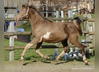 Arabian Partbred, Mare, 2 years, 15,1 hh, Tobiano-all-colors