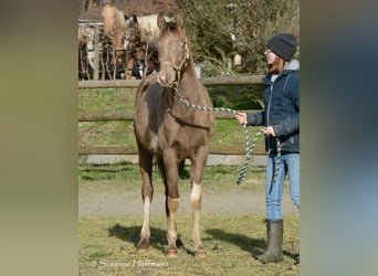Arabian Partbred, Mare, 2 years, 15.1 hh, Tobiano-all-colors