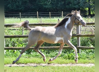 Arabian Partbred, Mare, 2 years, 15,1 hh, Tobiano-all-colors