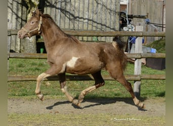 Arabian Partbred, Mare, 2 years, 15.1 hh, Tobiano-all-colors