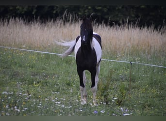 Arabian Partbred, Mare, 2 years, 15.2 hh, Tobiano-all-colors