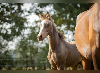 Arabian Partbred, Mare, 2 years, 15 hh, Buckskin