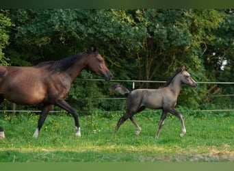 Arabian Partbred, Mare, 2 years, 15 hh, Buckskin