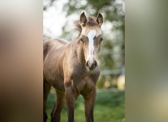 Arabian Partbred, Mare, 2 years, 15 hh, Buckskin