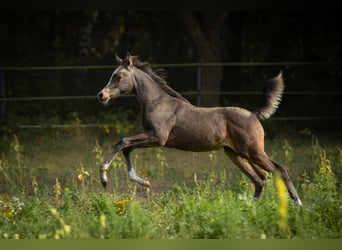 Arabian Partbred, Mare, 2 years, 15 hh, Buckskin