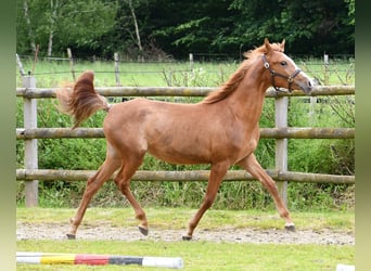 Arabian Partbred, Mare, 2 years, 15 hh, Chestnut-Red