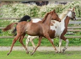 Arabian Partbred, Mare, 2 years, 15 hh, Chestnut-Red