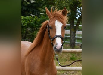 Arabian Partbred, Mare, 2 years, 15 hh, Chestnut-Red