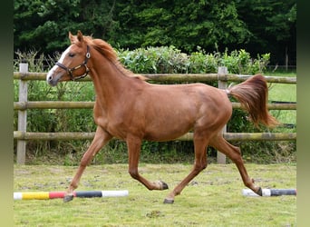 Arabian Partbred, Mare, 2 years, 15 hh, Chestnut-Red