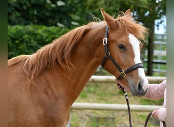 Arabian Partbred, Mare, 2 years, 15 hh, Chestnut-Red