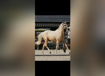 Arabian Partbred, Mare, 2 years, 15,1 hh, Palomino