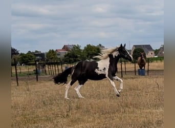 Arabian Partbred, Mare, 2 years, 15,1 hh, Pinto