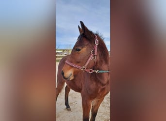 Arabian Partbred, Mare, 2 years, Brown