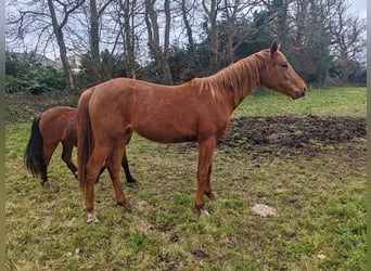 Arabian Partbred, Mare, 2 years, Chestnut-Red