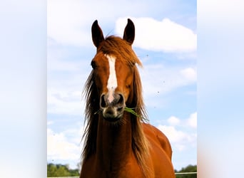 Arabian Partbred, Mare, 3 years, 14.2 hh, Chestnut-Red