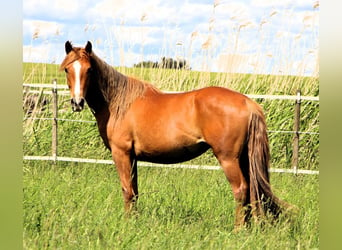 Arabian Partbred, Mare, 3 years, 14.2 hh, Chestnut-Red