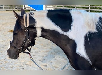 Arabian Partbred, Mare, 3 years, 14.2 hh, Tobiano-all-colors