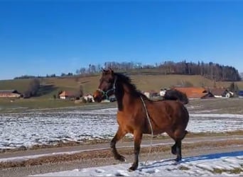 Arabian Partbred, Mare, 3 years, 14,3 hh, Brown