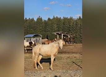Arabian Partbred, Mare, 3 years, 14,2 hh, Palomino