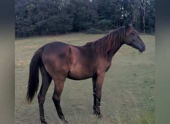 Arabian Partbred, Mare, 3 years, 15,2 hh