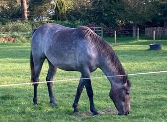 Arabian Partbred, Mare, 3 years, 15 hh, Gray-Dark-Tan