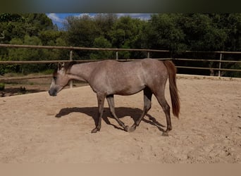 Arabian Partbred, Mare, 3 years, 15 hh, Gray-Red-Tan