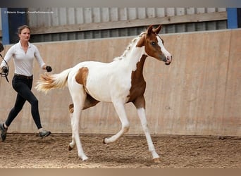 Arabian Partbred, Mare, 3 years, 16 hh, Pinto