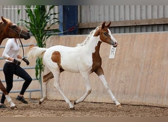 Arabian Partbred, Mare, 3 years, 16 hh, Pinto