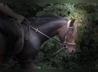 Arabian Partbred, Mare, 4 years, 13.2 hh, Brown