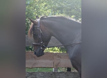 Arabian Partbred, Mare, 4 years, 13.2 hh, Brown