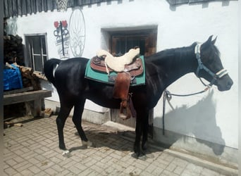 Arabian Partbred, Mare, 4 years, 13.2 hh, Brown