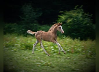 Arabian Partbred, Mare, 4 years, 14 hh, Brown