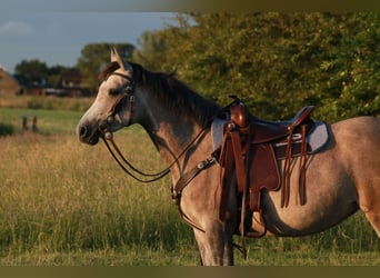Arabian Partbred, Mare, 4 years, 14 hh, Grey
