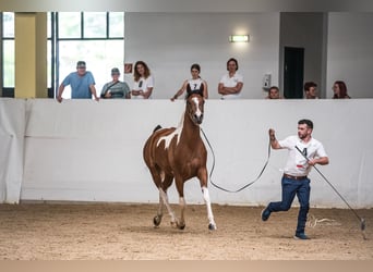 Arabian Partbred, Mare, 4 years, 15,1 hh, Tobiano-all-colors