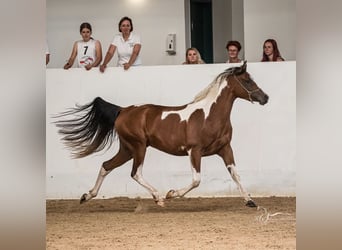 Arabian Partbred, Mare, 4 years, 15,1 hh, Tobiano-all-colors